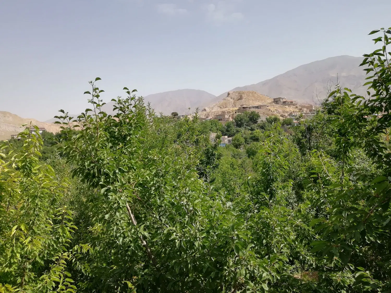 باغ در بوژان نیشابور