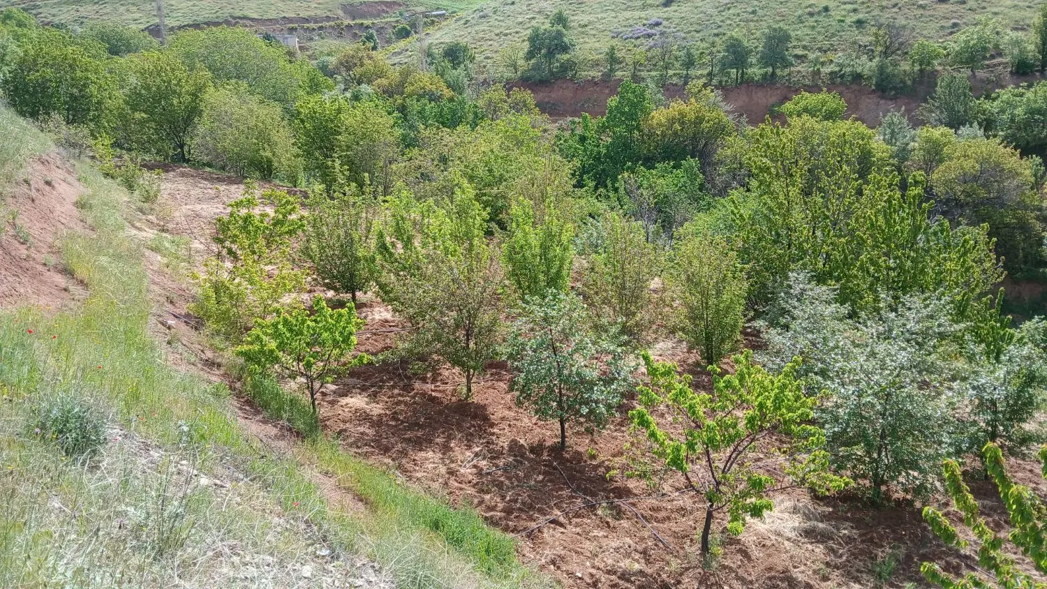 باغ و زمین کشاورزی
