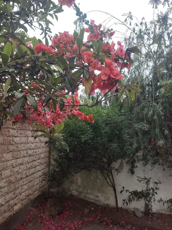 اجاره خانه و ویلا