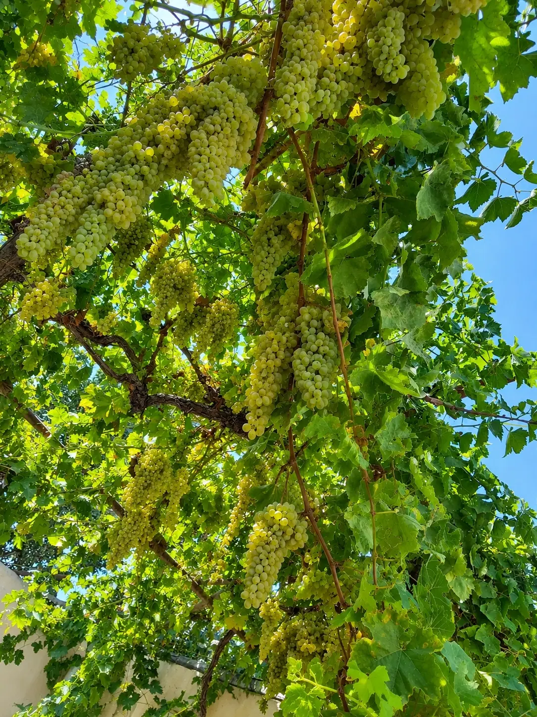 خانه ویلایی کاشانی 12
