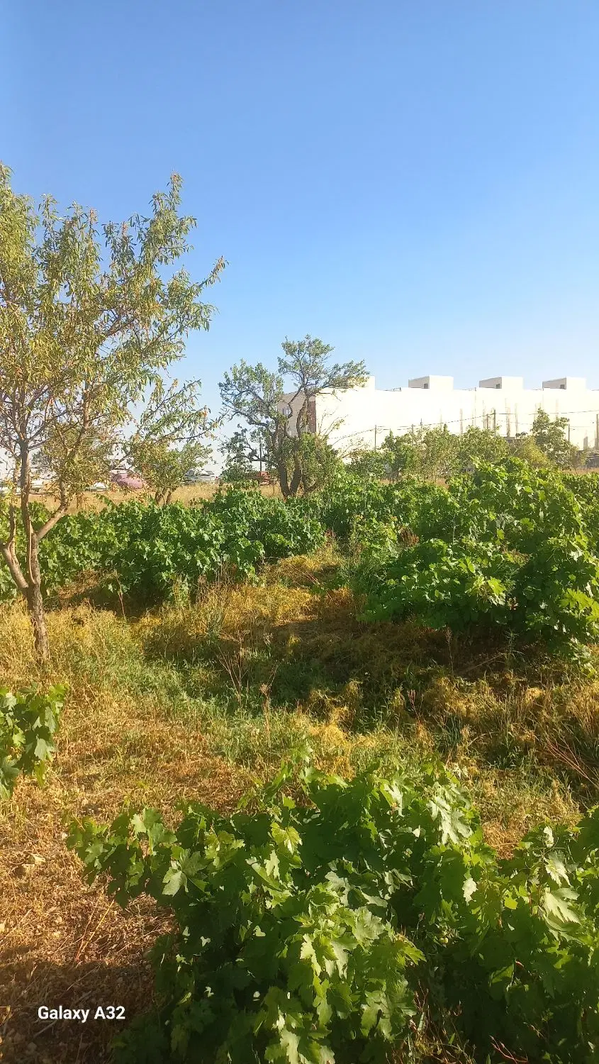 زمین چسبیده به مسکن ملی