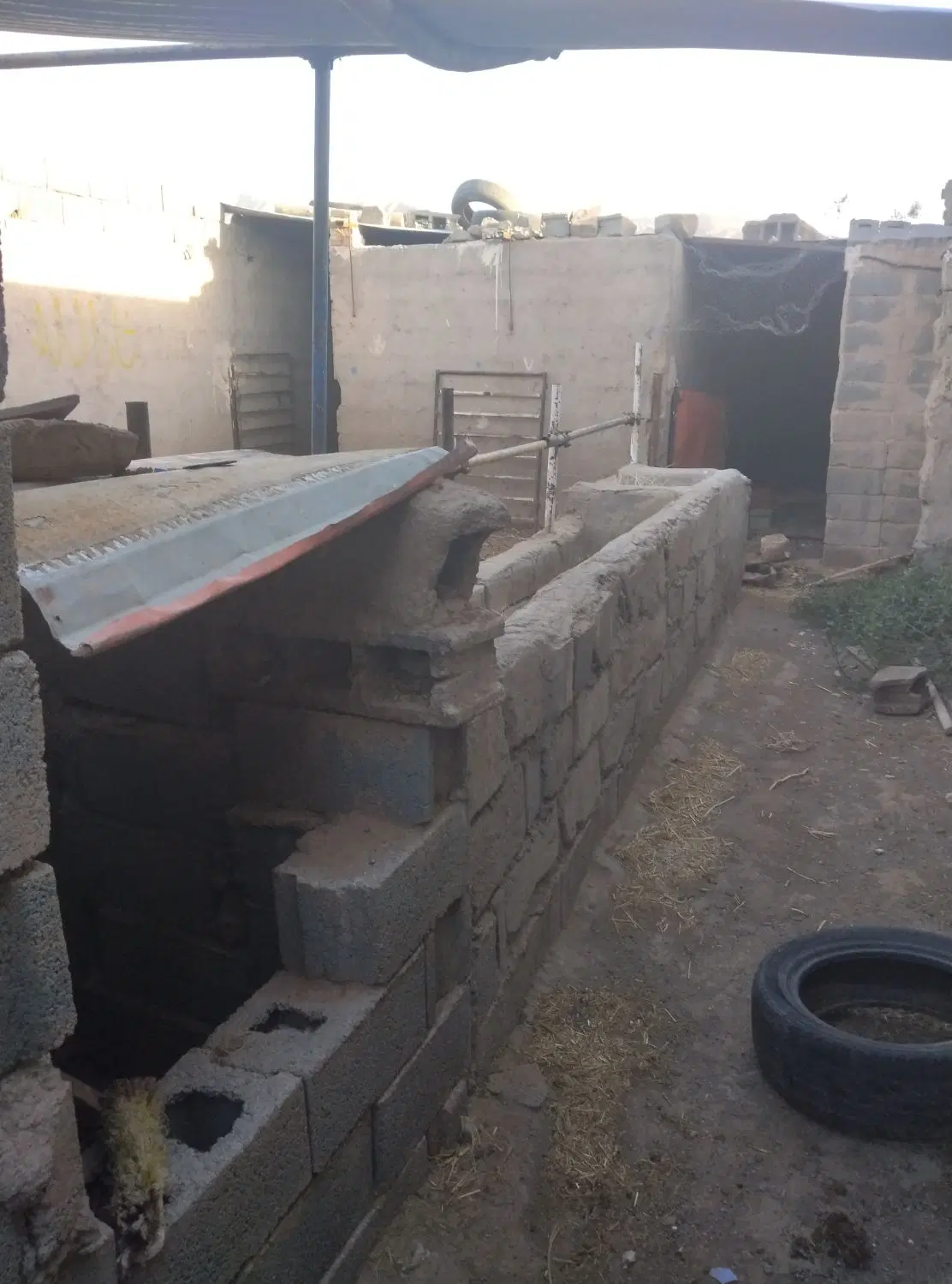 دام داری