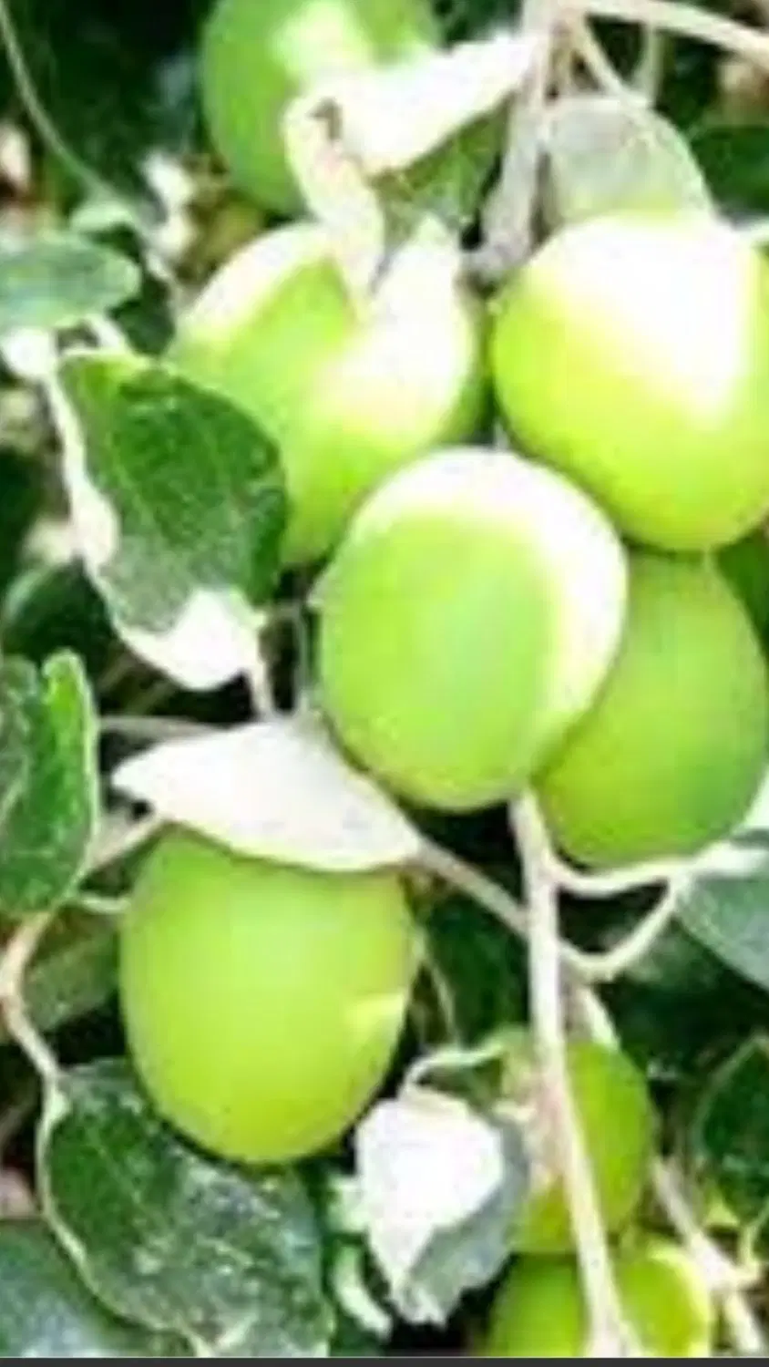 زمین۸۰۰ متر چاهکوتاه