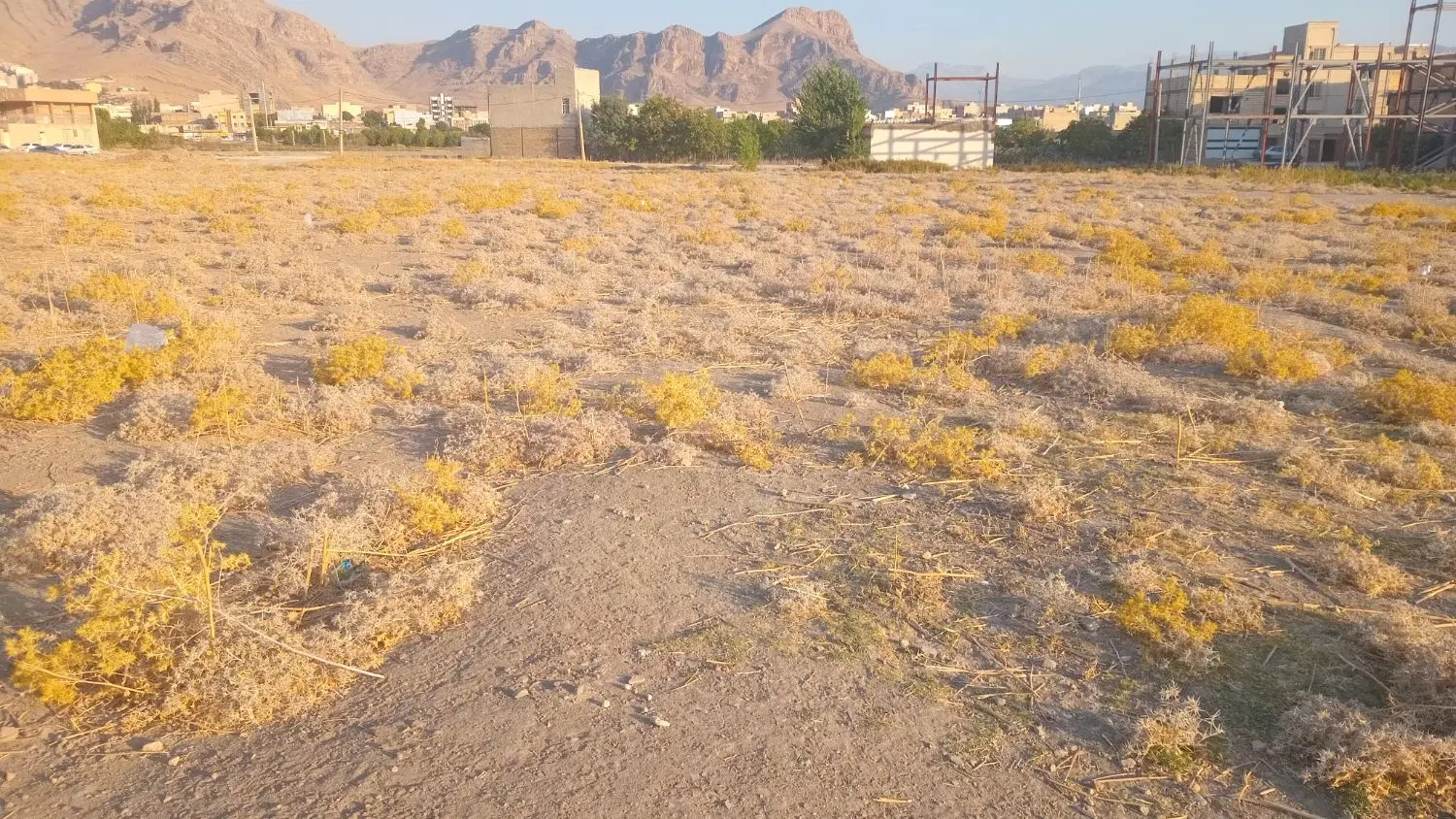 زمین در باغ نو
