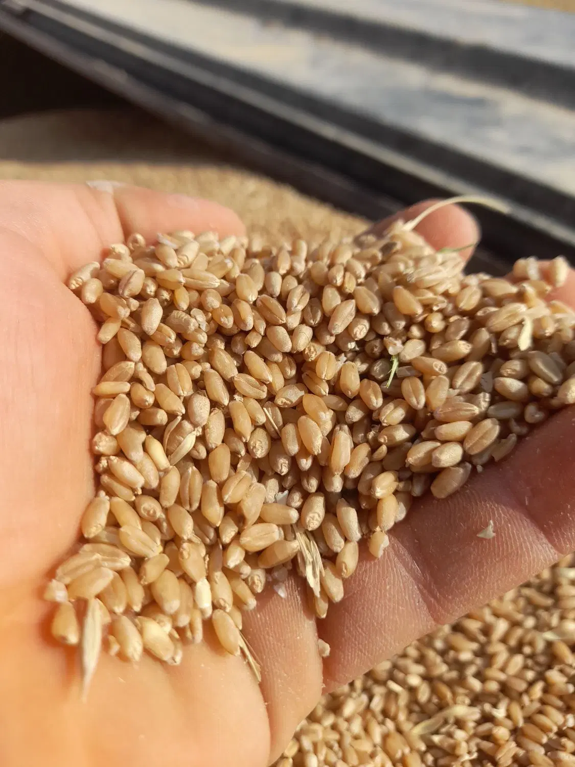 زمین کشاورزی مرغوب R1