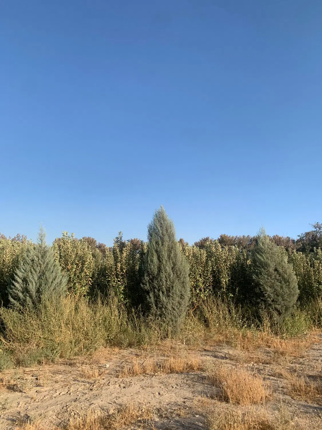 ۱۱۰۰۰ متر باغ و زمین