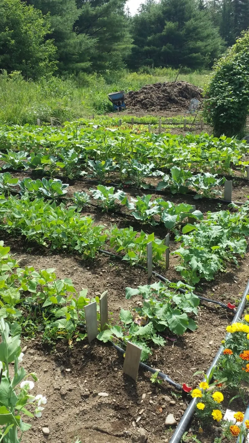 زمین کشاورزی