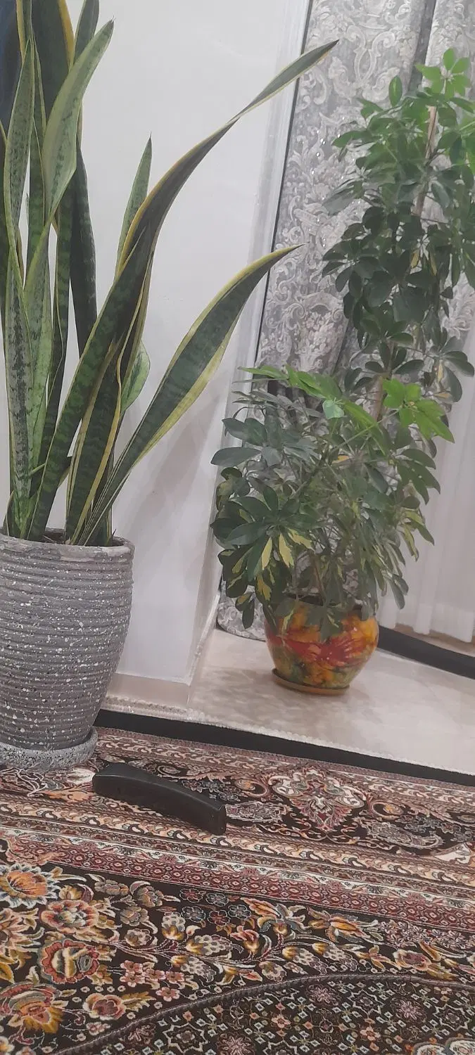 نیار کوچه ابوالفتطی طبقه دوم ۶۰متر تک خواب