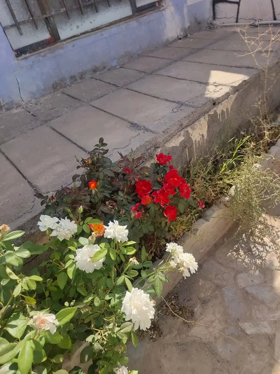 باغ باغچه ویلا بدون تخیفیف ۲۳۹۰ معاوضه دارم
