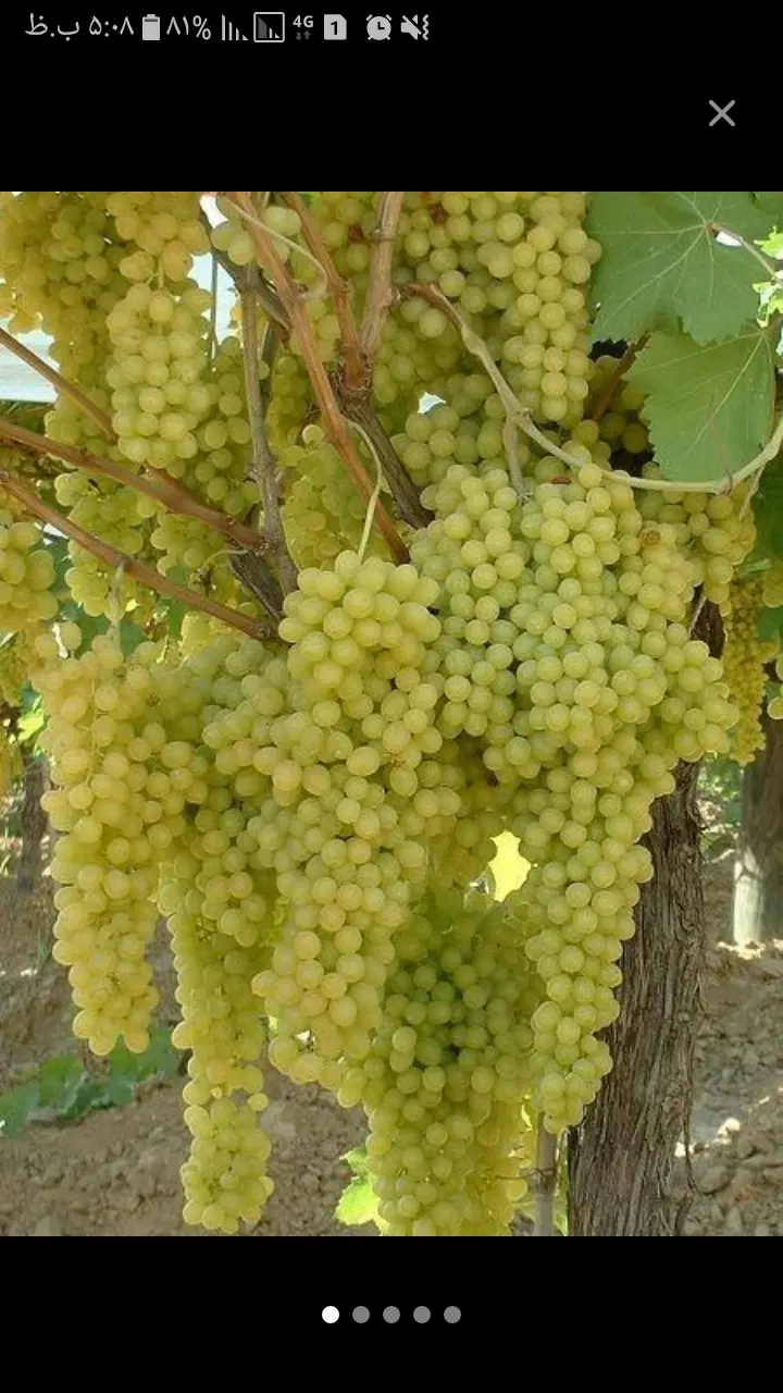 درمورد اجاره باغ انگور