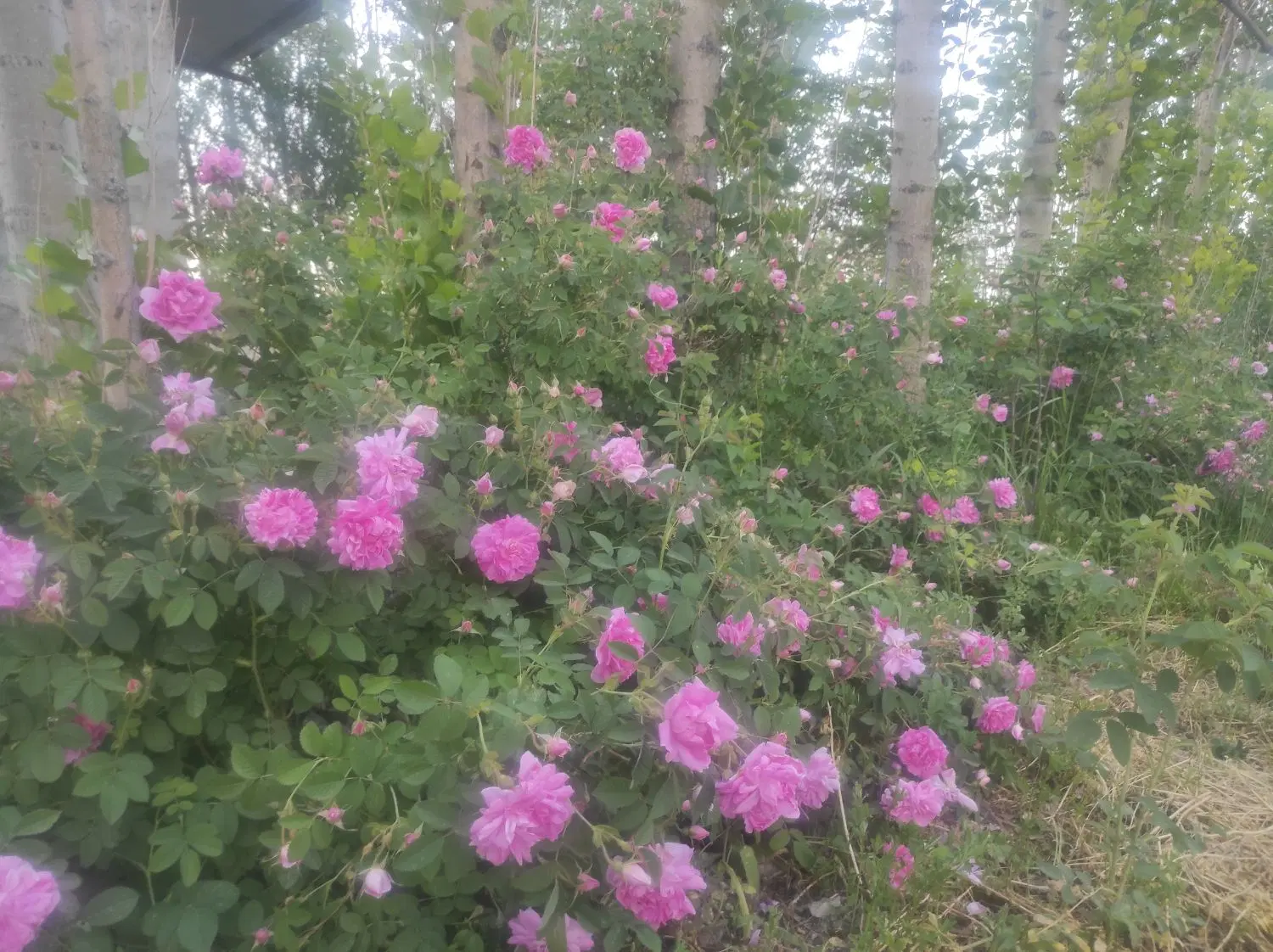 باغ برکمربندی سوم اردبیل