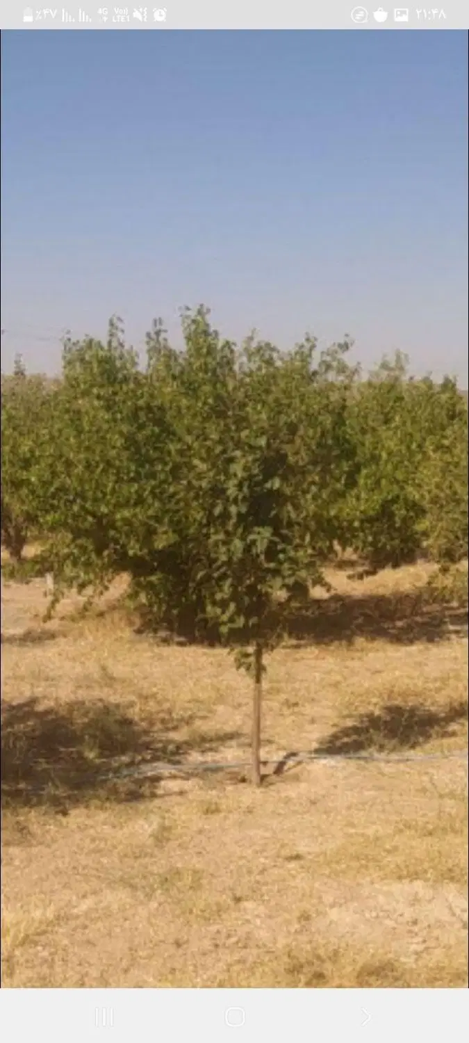 باغشهر اشراق (پارس سوییچ )