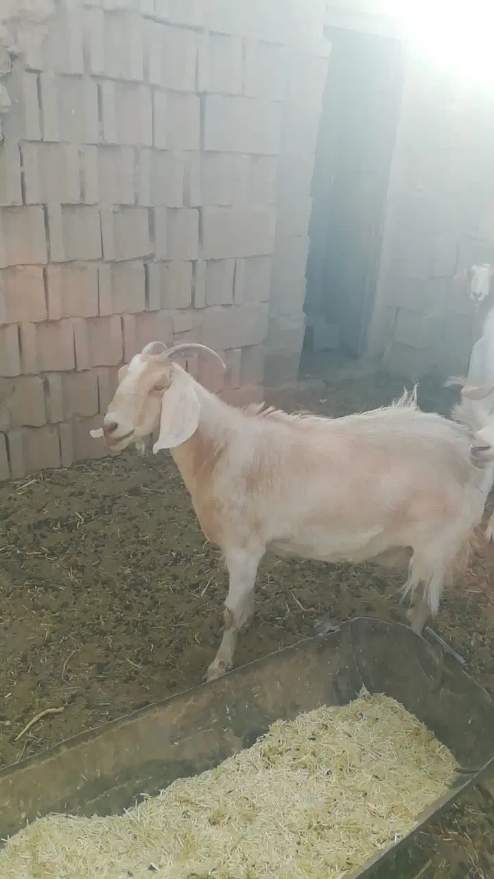 آغل آماده گوسفند