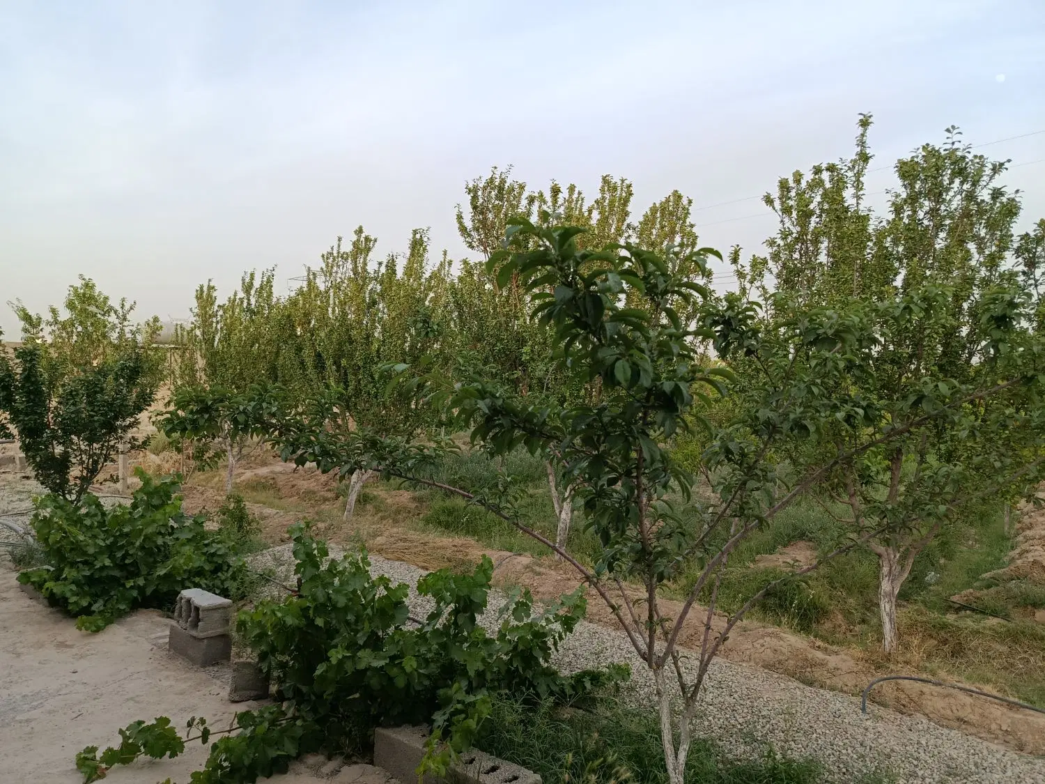 فروش باغ 7ساله سند تک برگ
