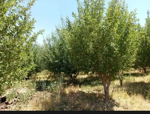 فروش باغ وخونه باغ
