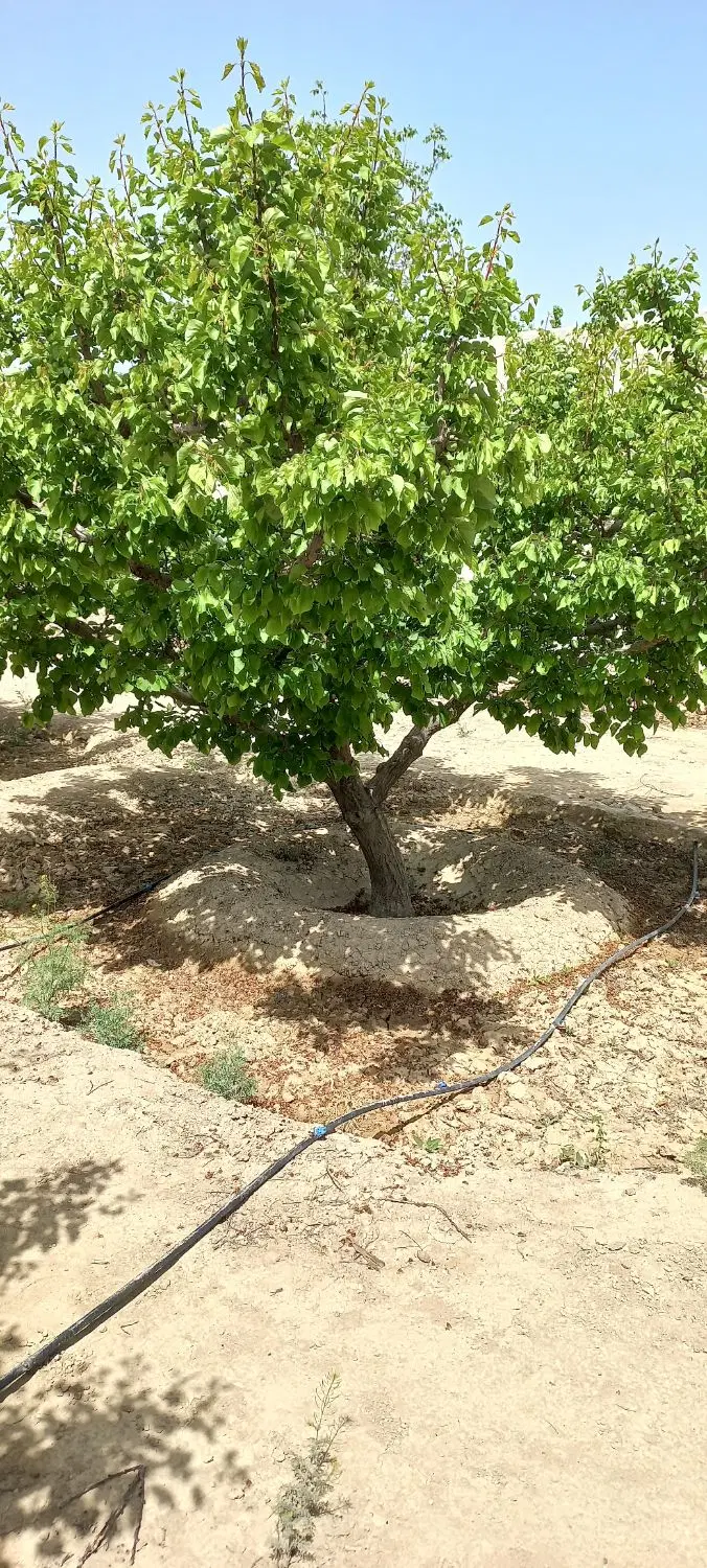 باغ چهاردیواری،باغ با سالن
