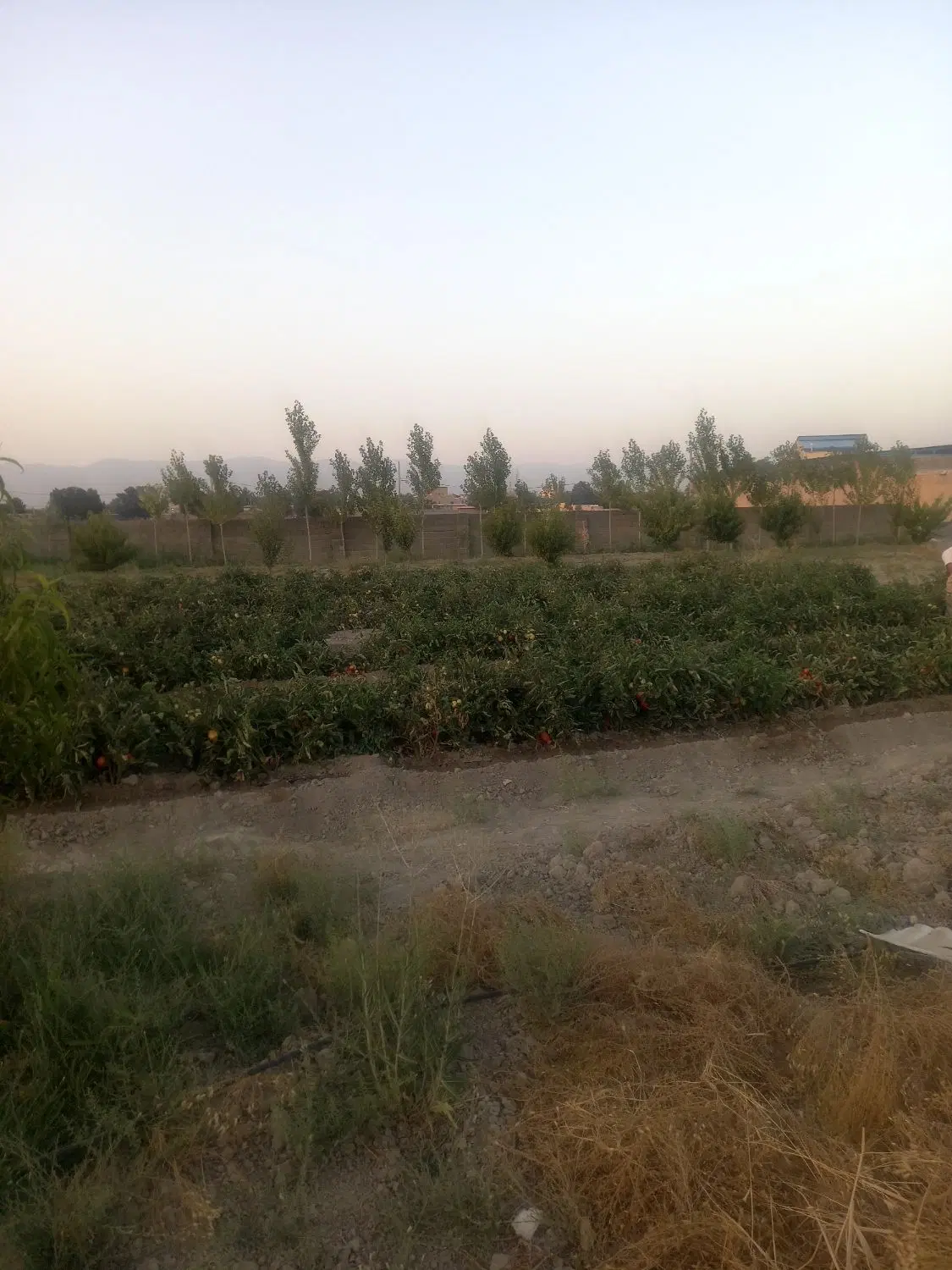 باغچه