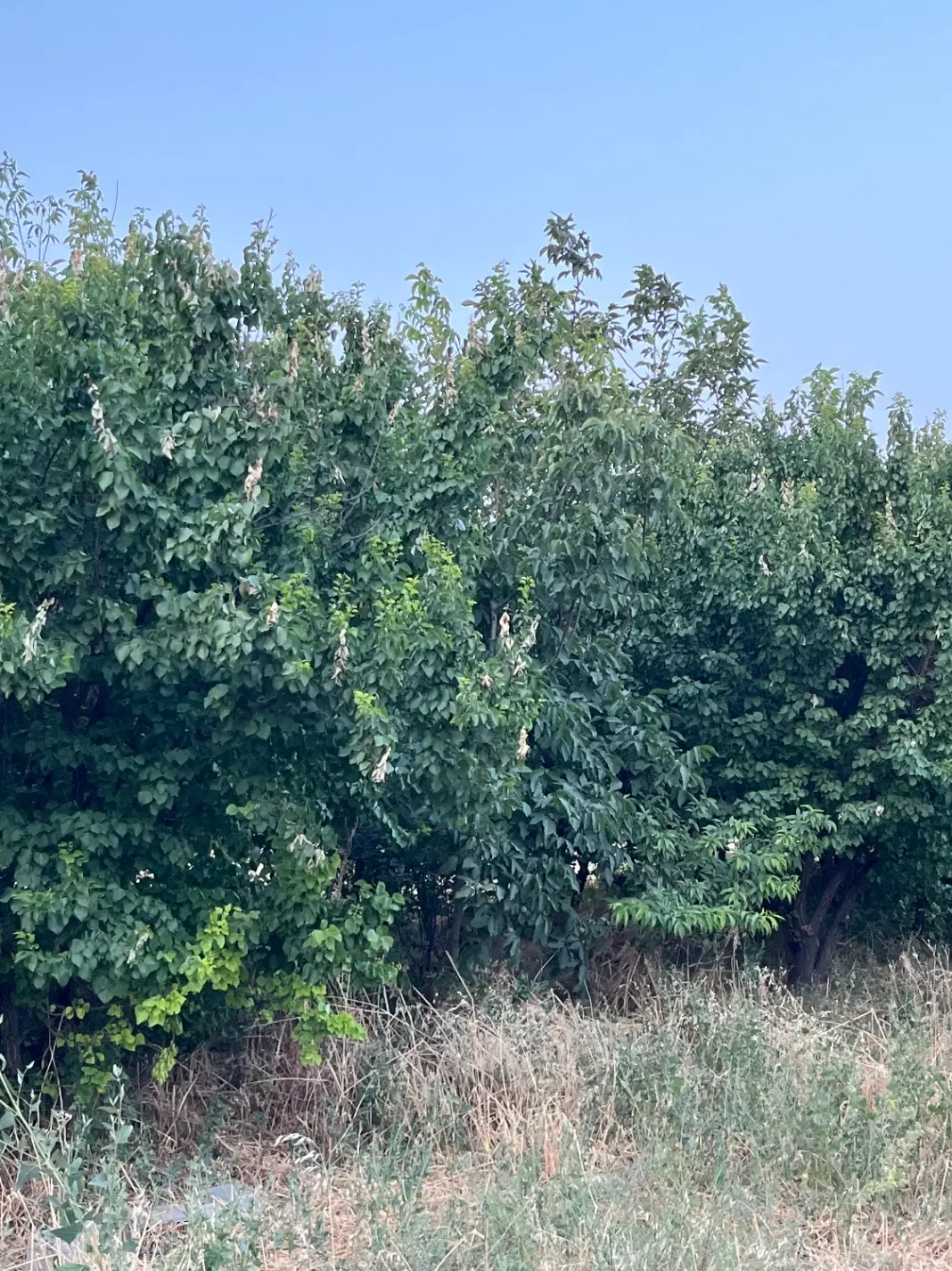 باغ زنده در ماهدشت پیشکک یکم خیابان نجف زاده میوه
