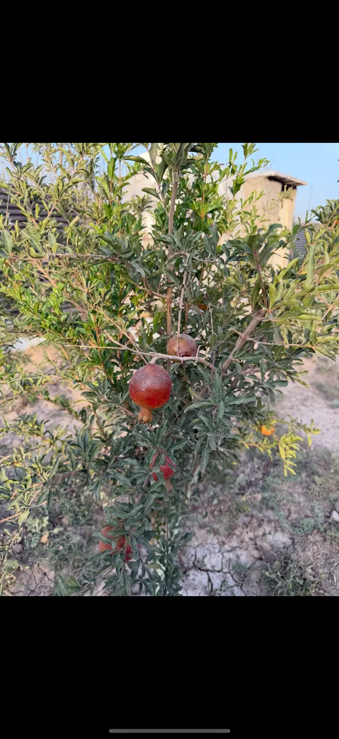 باغچه فروشی