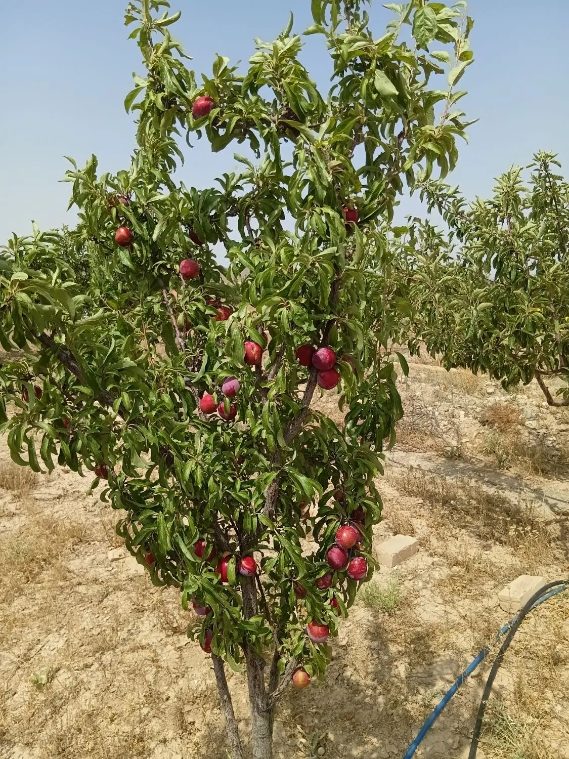 باع شقایق