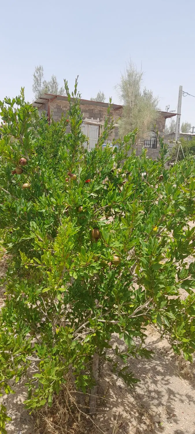 خانه باغ دوچاهی
