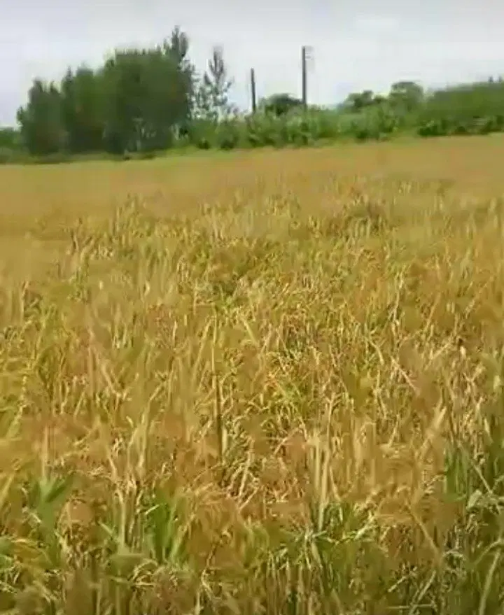 زمین کشاورزی برنج طارم محلی درجه یک