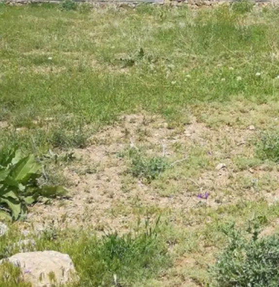 زمین در نظر آباد قوچ حصار