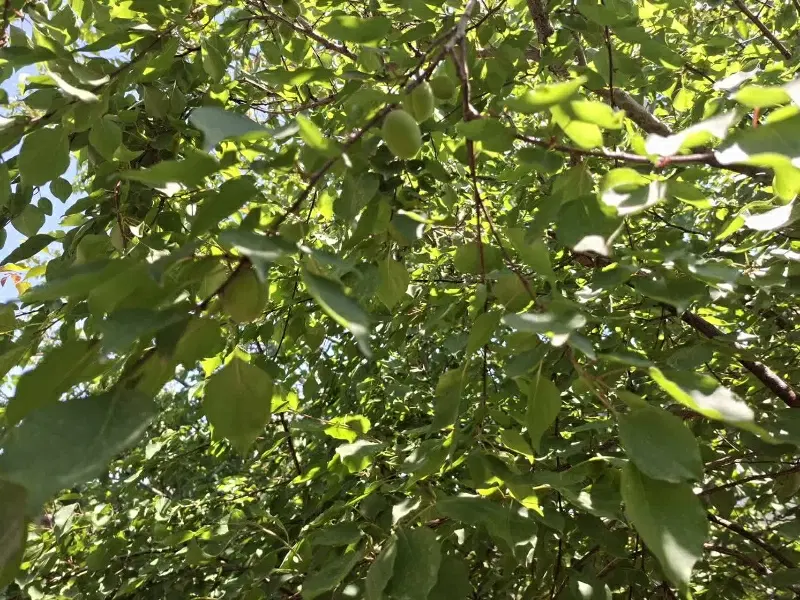 خانه روستایی