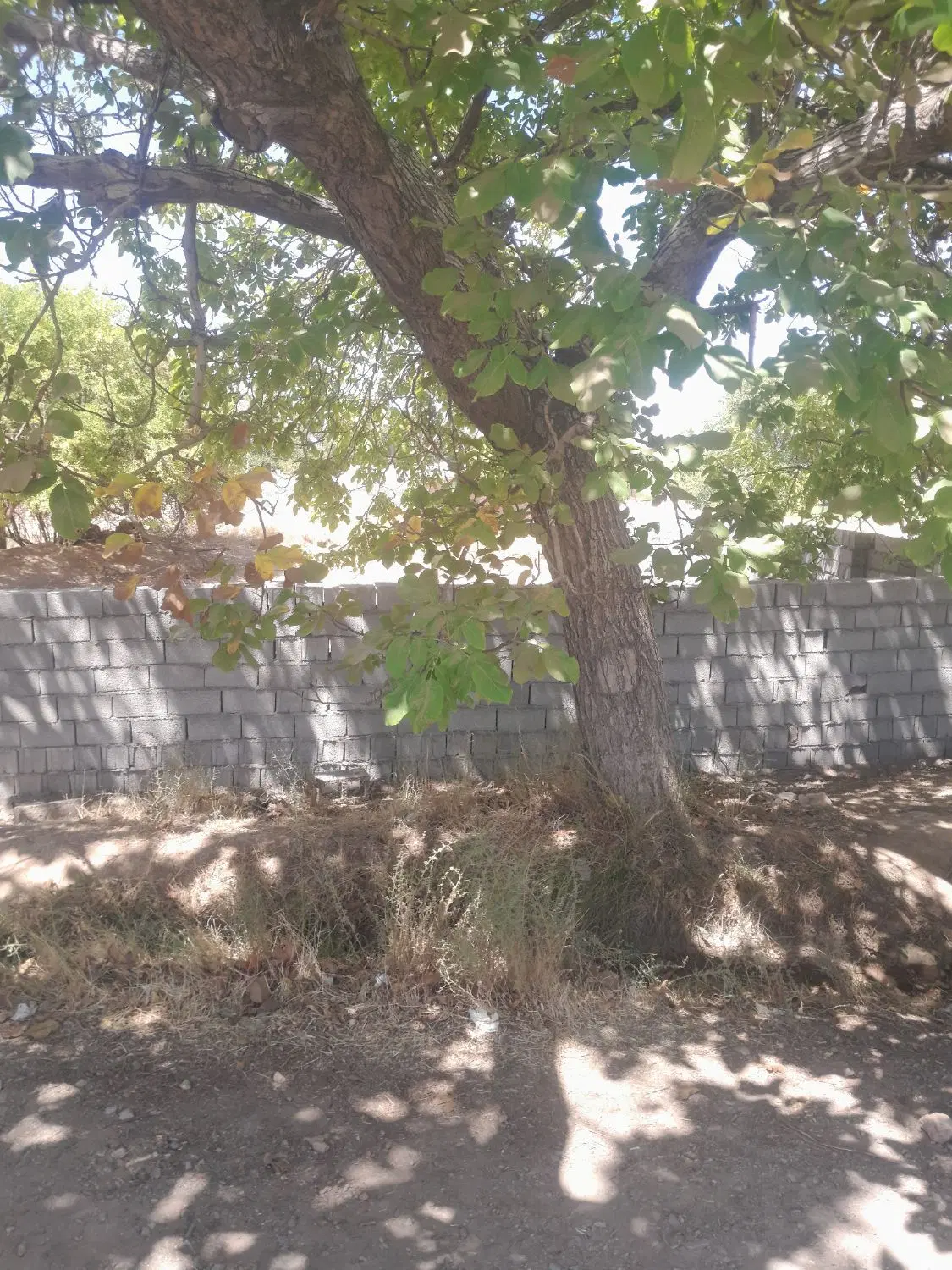 یک قطعه زمین ماهان خ امام ک 58 قطعه دوم سمت چپ