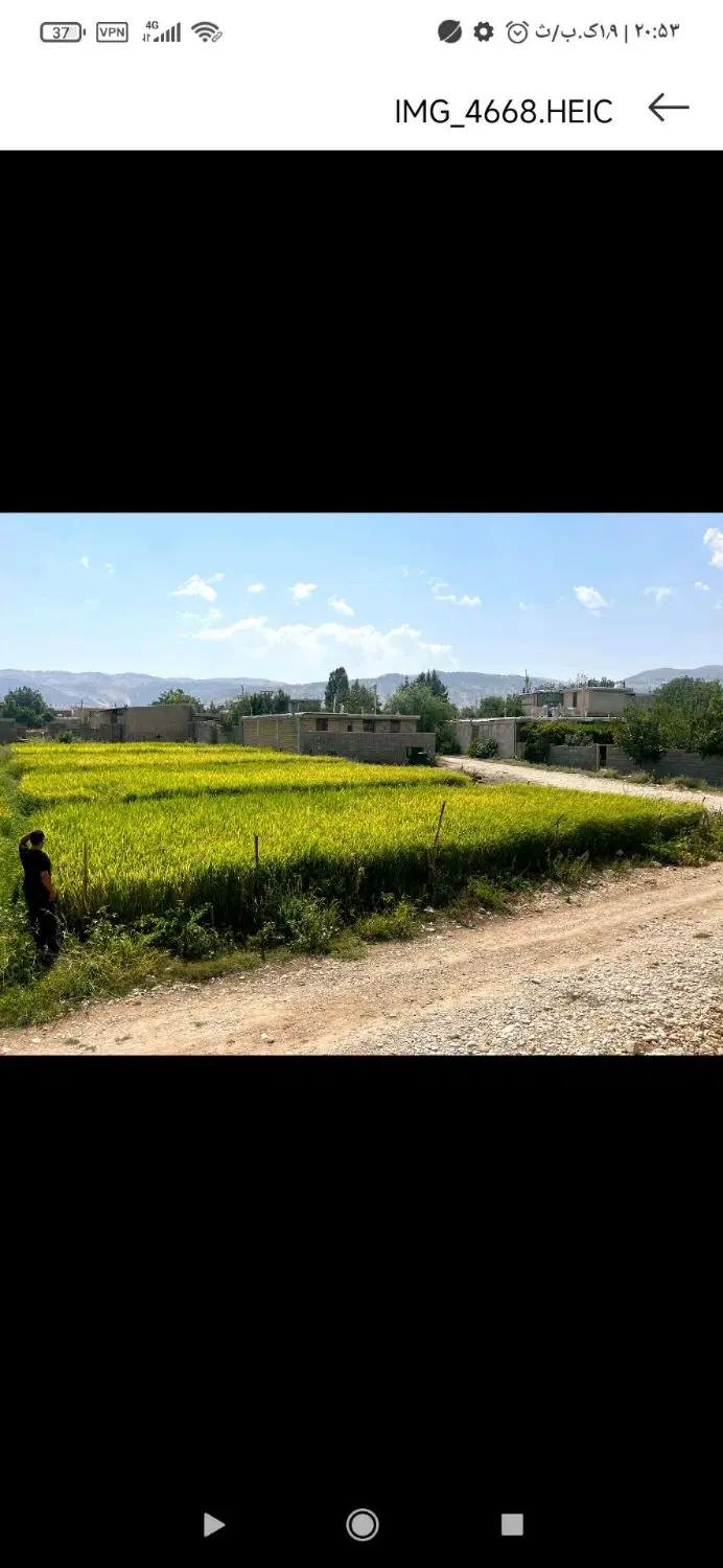 فروش ۵ هزار متر زمین زراعی شلتوک کاری