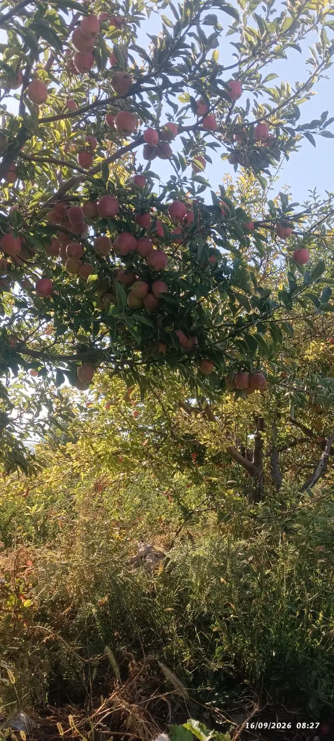 اجاره میوه درختی