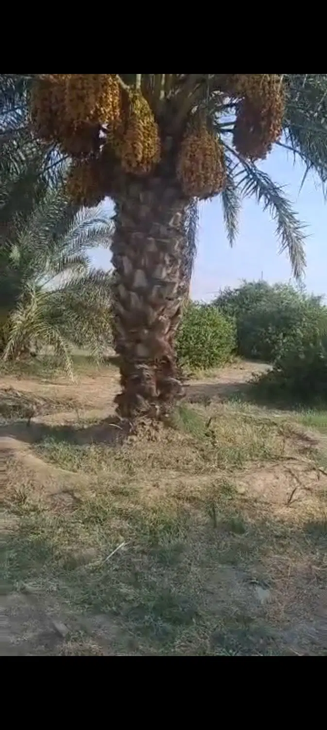 تهاتر نخلستان میناب با تهران