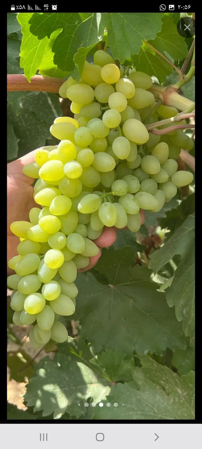سلام باغ وباغچه ویلایی لب اب