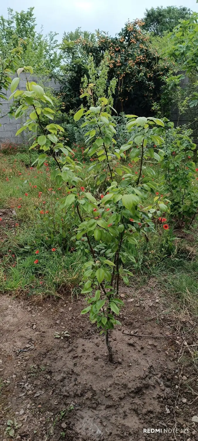 زمین ۲۷۰ متری