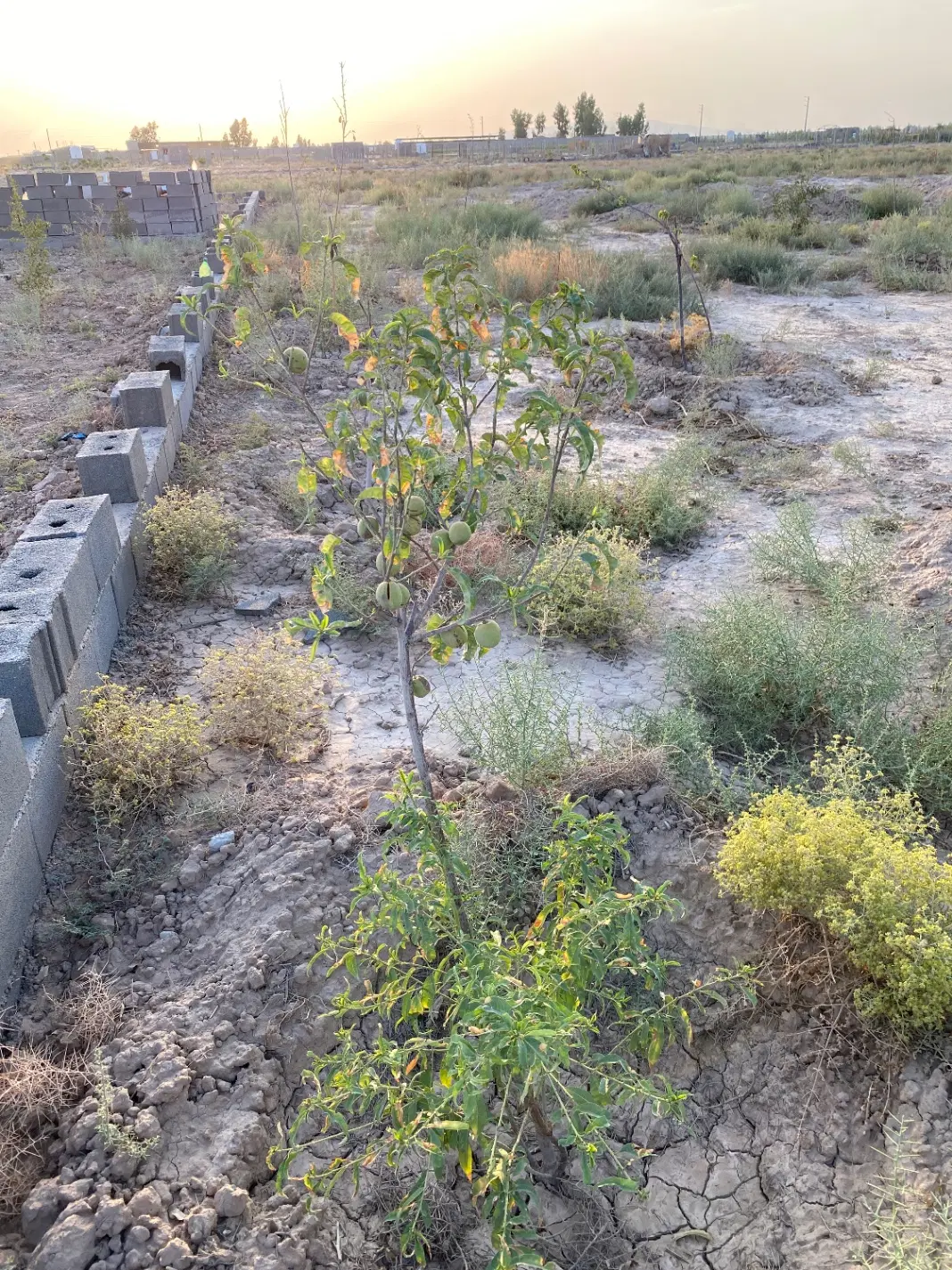 باغچه