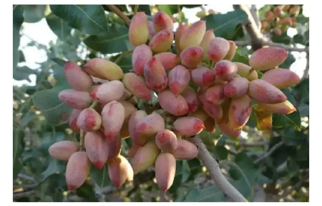 زمین پسته