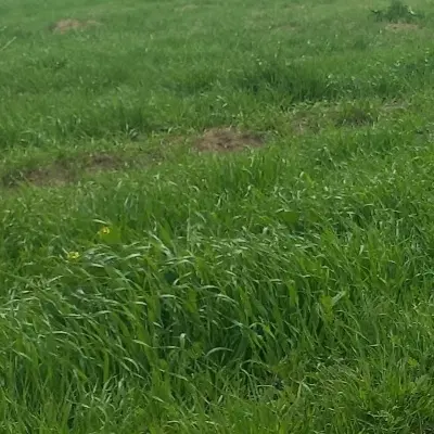 زمین کشاورزی_باغی