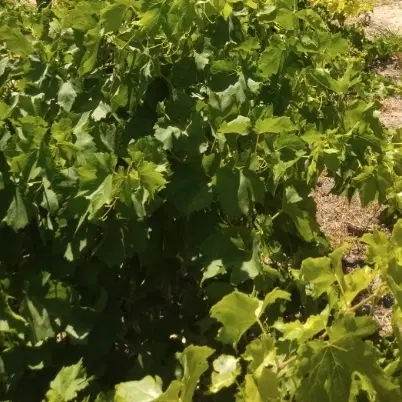 زمین کشاورزی در خوران علیا