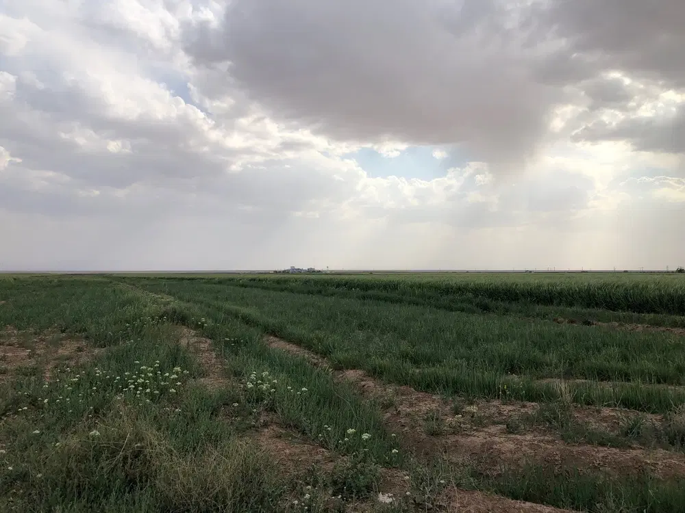زمین کشاورزی 15هزار متر