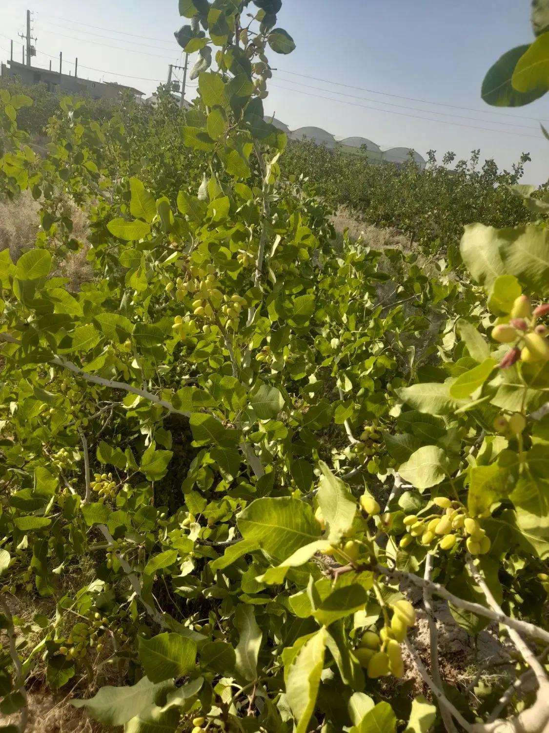 باغ پسته ۲ هکتاری فول امکانات