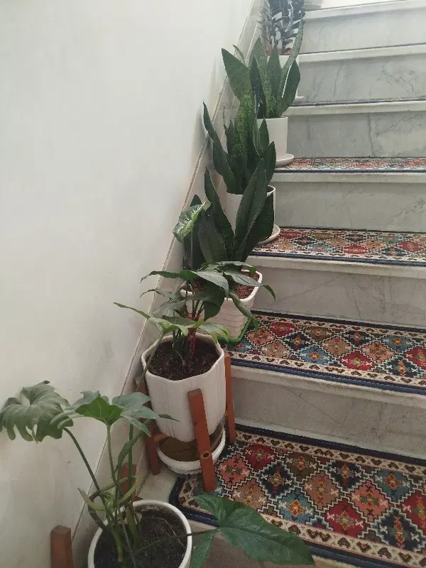 فروش یا اجاره ویلا