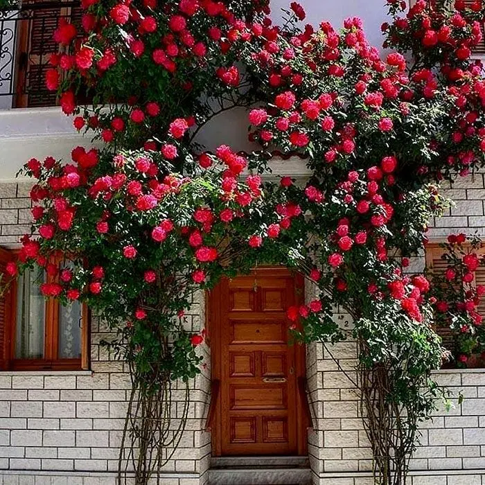 شاپور سنگلج     ۳۲۰۰متر کلنگی تخلیه
