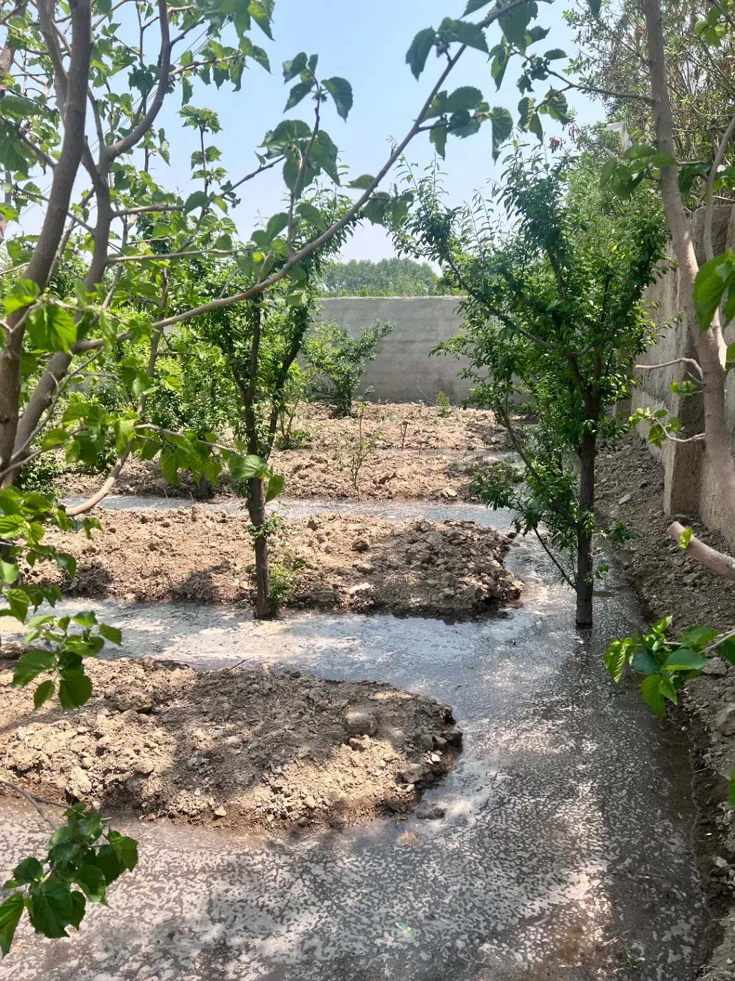 هزار متر ۴ دیواری اسدنژاد (فیروزبهرام)