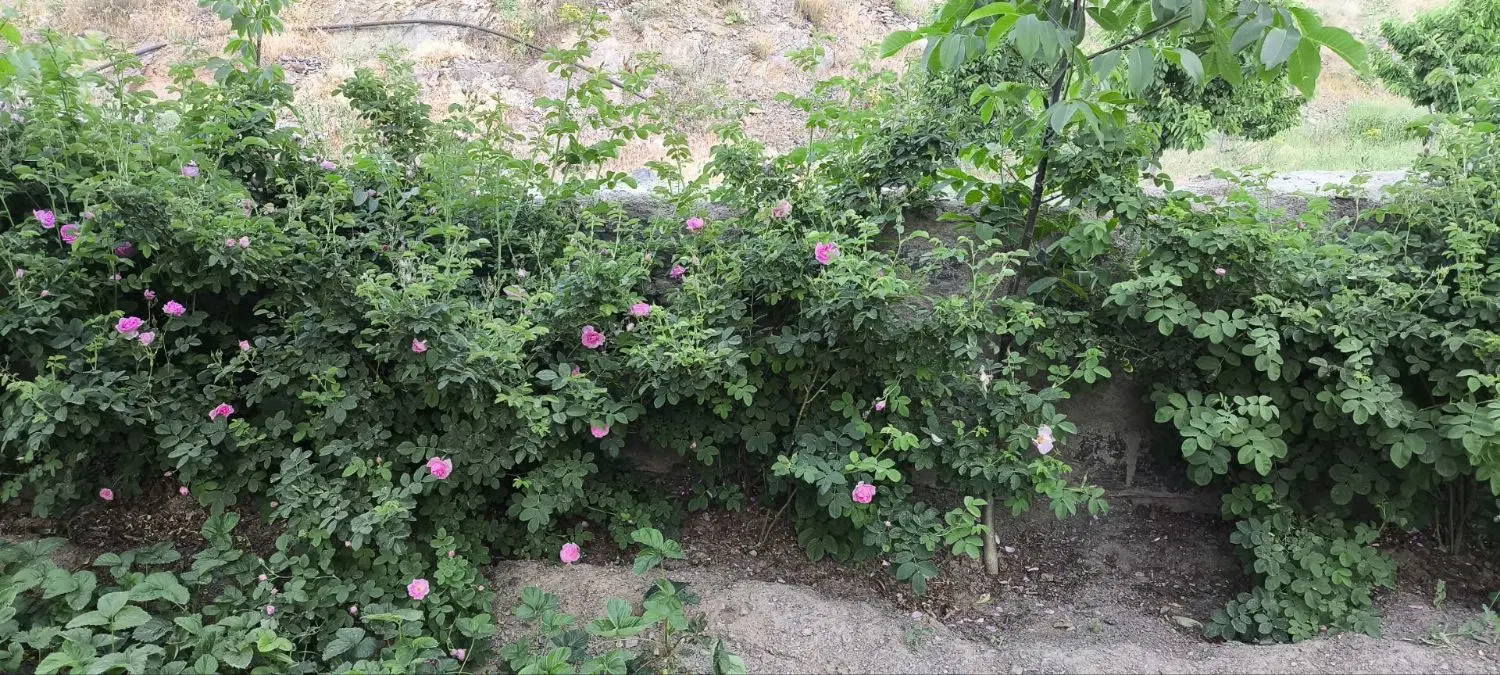باغ میوه 2000متر