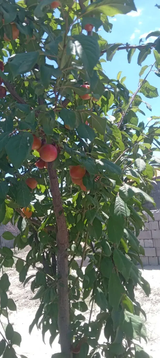 باغ شاهنامه ۷۶