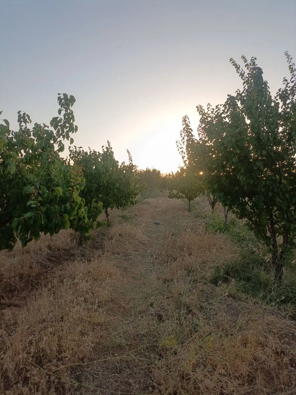 زمین باغی