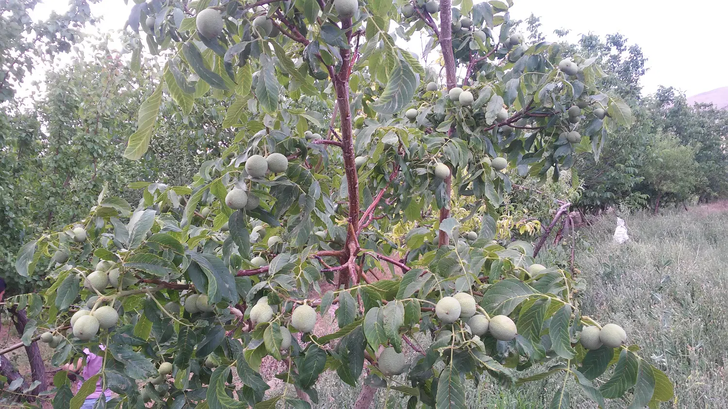 فروش باغ و زمین کشاورزی