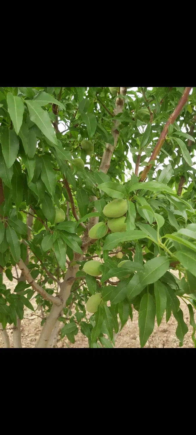 همیشه خریدار برنده هست فروش باغ ۲۰۰۰ متری
