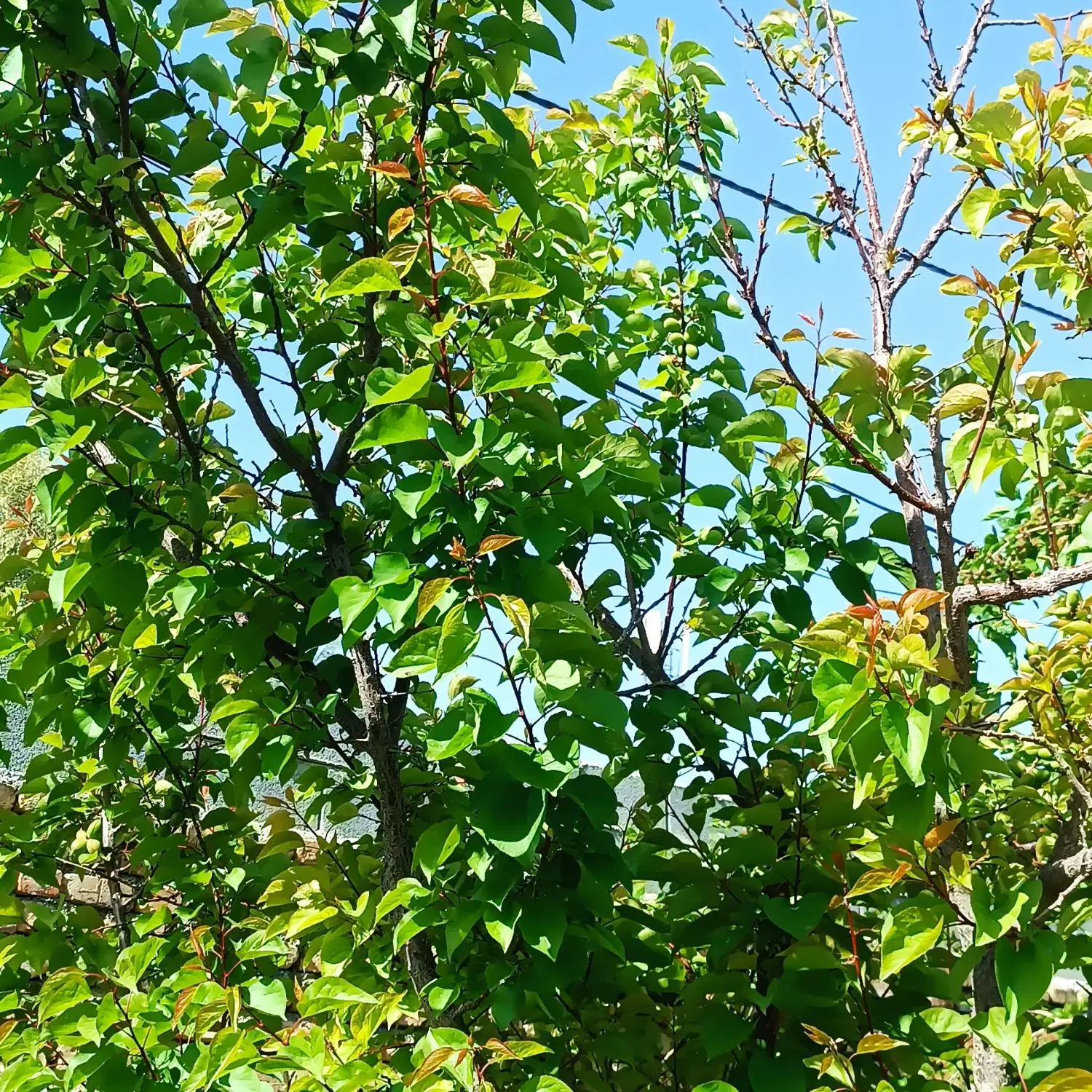 منزل روستایی با حیاط زیبا بزرگ