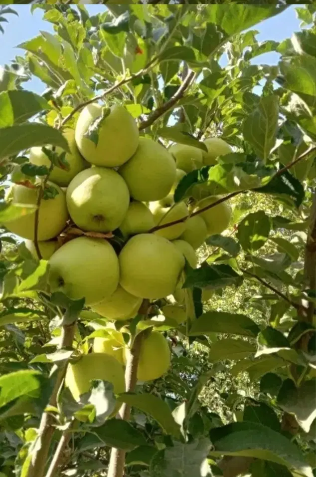 باغ سیب و گردو